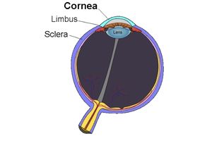 Body Part Name of Cornea