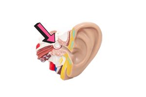 Body Part Name of Ear Drum