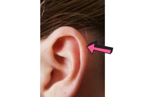 Body Part Name of Ear Helix