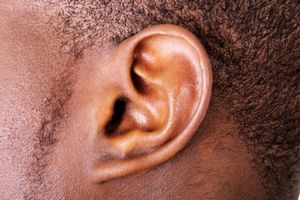 Body Part Name of Ear