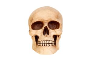 Body Part Name of Skull